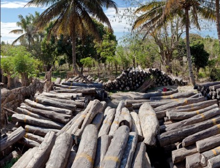 Παράνομη υλοτομία