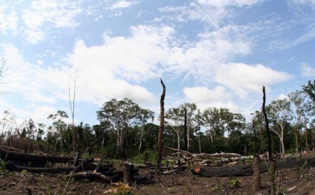 Καταστροφή δασών